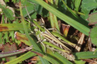 Mottled-Grasshopper